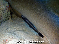 Sharksucker,Humacao, Puerto Rico,Camera DC500 by Pedro Hernandez 